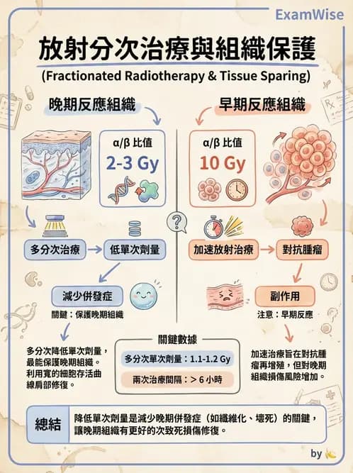 放射 - 時間劑量分次效應 - AI 圖文解析預覽
