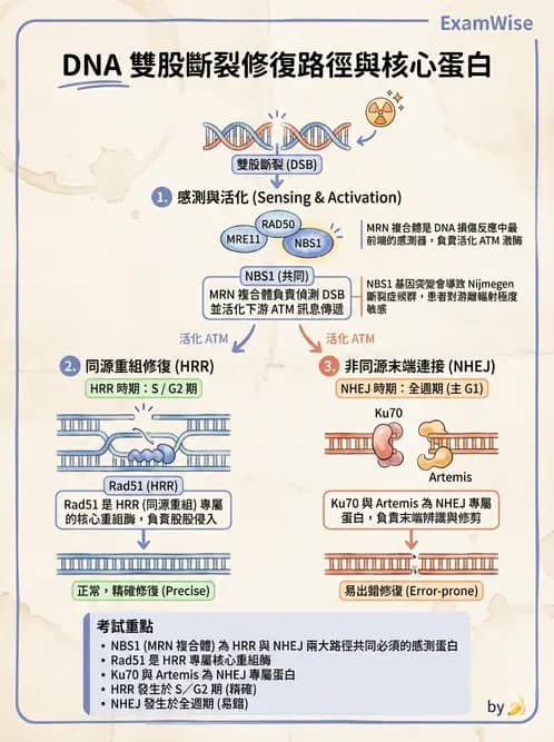 放射 - DNA傷害與修復 - AI 圖文解析預覽