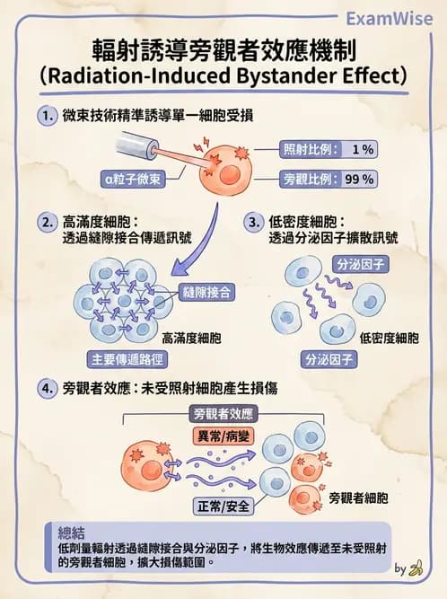 放射 - 組織與腫瘤輻射效應 - AI 圖文解析預覽