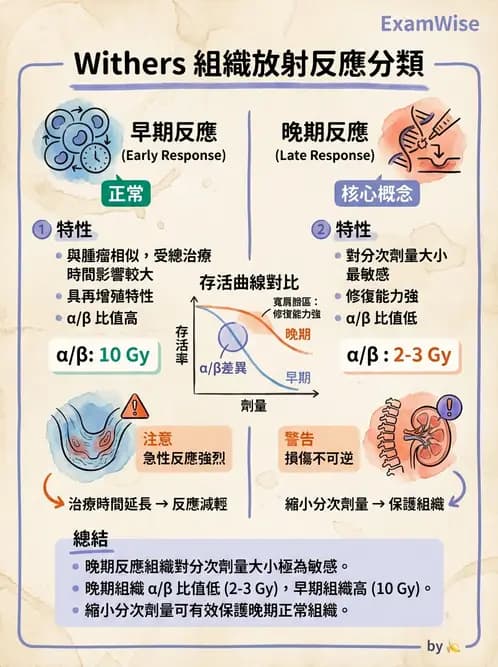 放射 - 時間劑量分次效應 - AI 圖文解析預覽