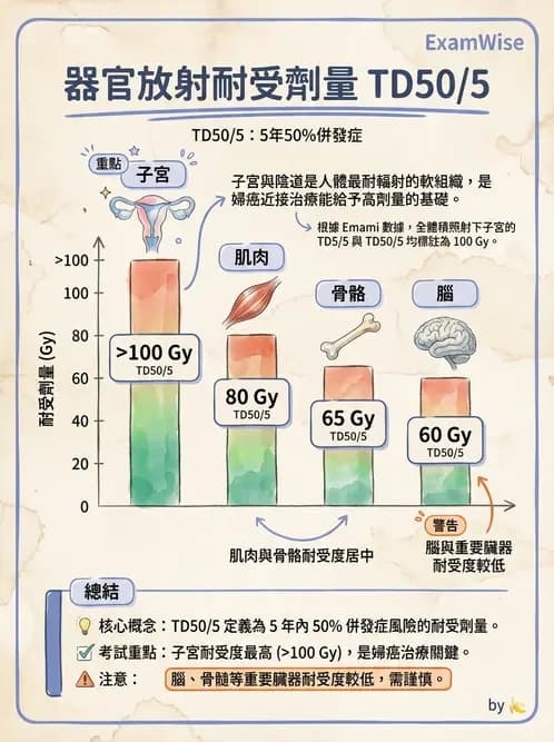放射 - 組織與腫瘤輻射效應 - AI 圖文解析預覽