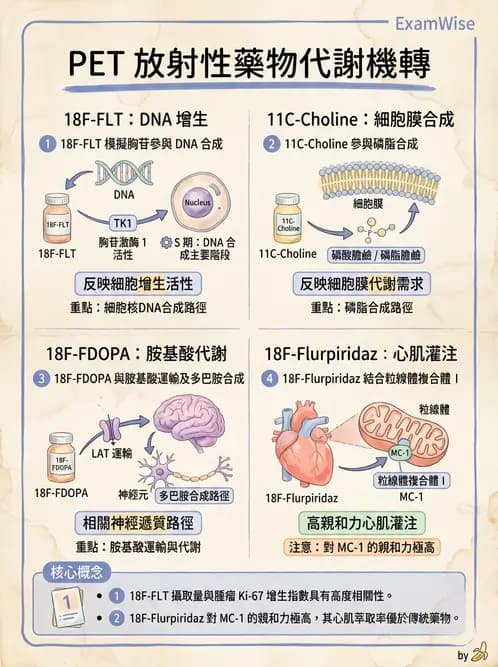 放射 - 腫瘤PET藥物 - AI 圖文解析預覽