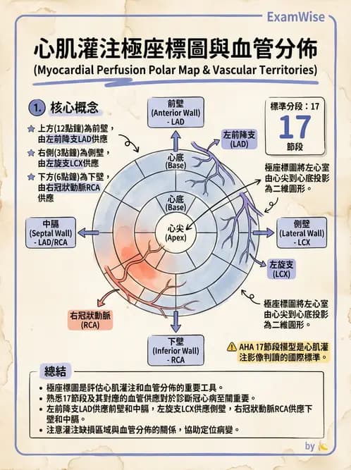 放射 - 心臟灌注造影 - AI 圖文解析預覽