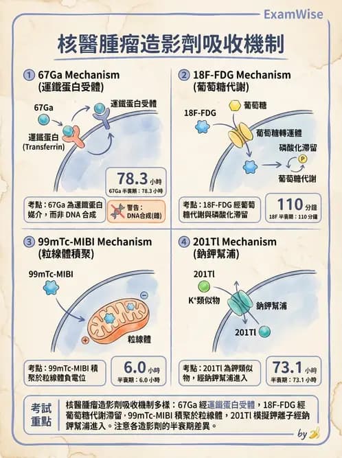放射 - 腫瘤PET藥物 - AI 圖文解析預覽