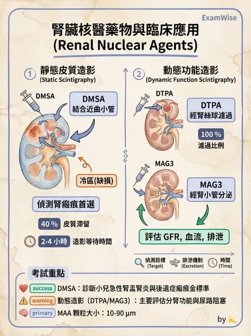 放射 - 腎臟造影 - AI 圖文解析預覽