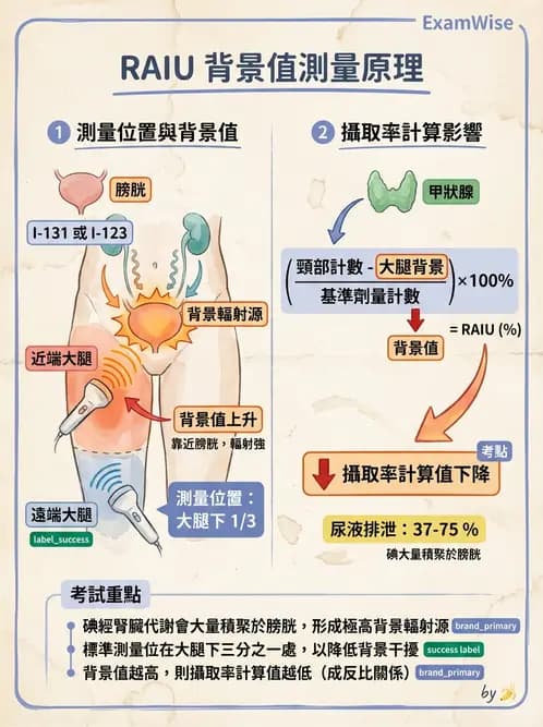 放射 - 甲狀腺造影 - AI 圖文解析預覽
