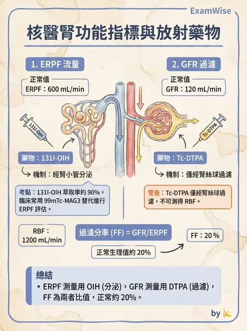 放射 - 腎臟造影 - AI 圖文解析預覽