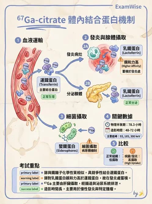放射 - 肺肝膽與製劑通則 - AI 圖文解析預覽