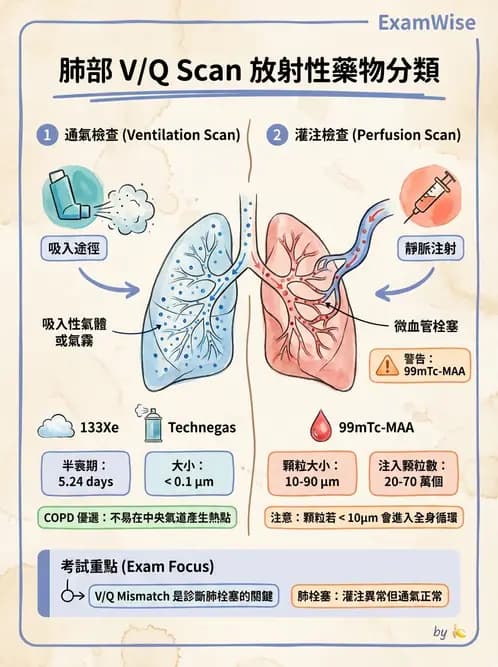 放射 - 肺部與感染造影 - AI 圖文解析預覽