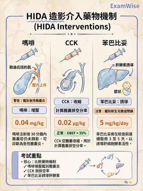 放射 - 肝膽造影 - AI 圖文解析預覽