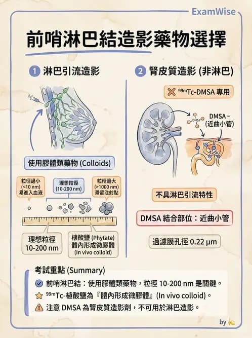 放射 - 副甲狀腺與前哨淋巴結造影 - AI 圖文解析預覽