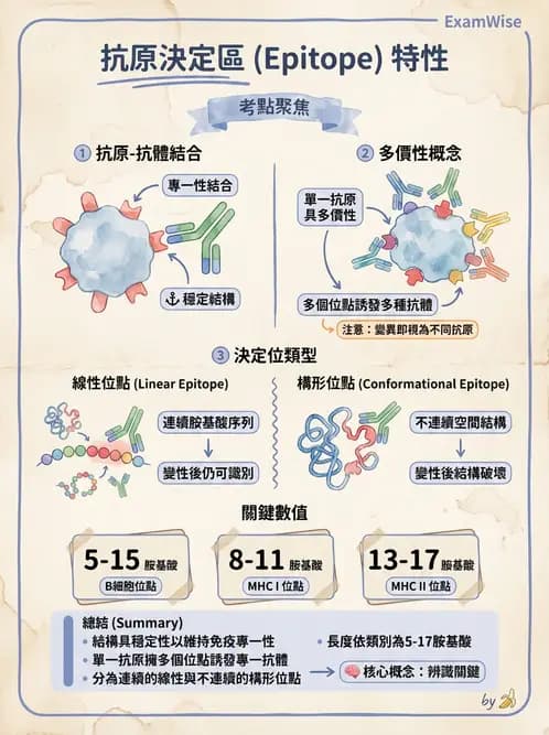 放射 - 抗體製備與標幟技術 - AI 圖文解析預覽