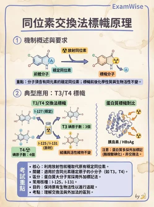 放射 - 抗體製備與標幟技術 - AI 圖文解析預覽