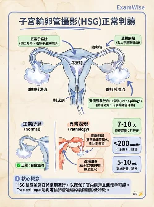 放射 - 泌尿生殖攝影 - AI 圖文解析預覽
