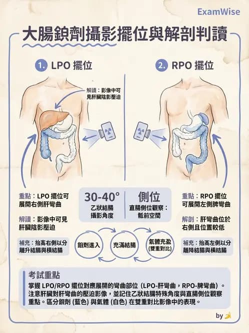 放射 - 消化道造影 - AI 圖文解析預覽