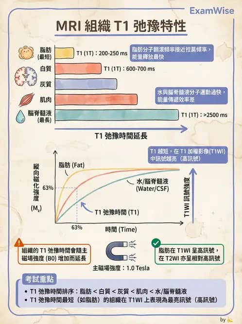 放射 - 磁振造影原理 - AI 圖文解析預覽