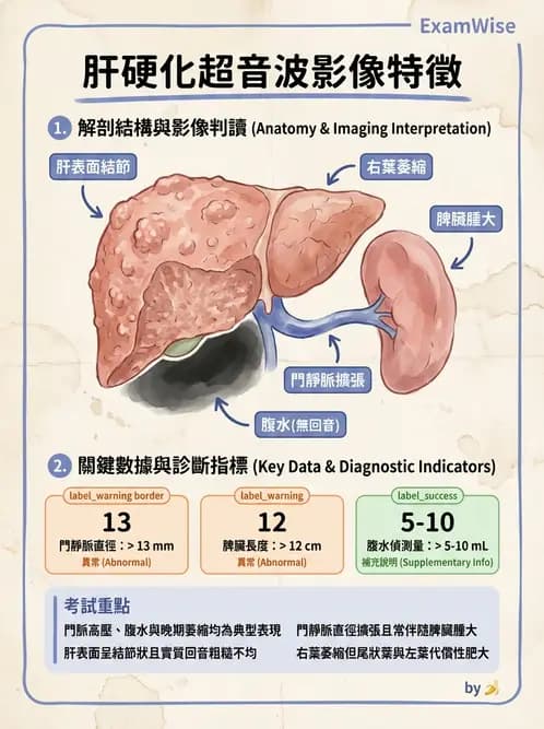 放射 - 肝臟超音波 - AI 圖文解析預覽