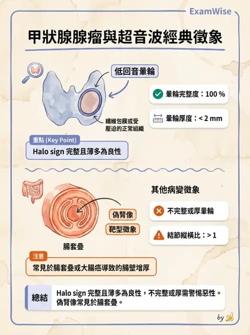 放射 - 泌尿生殖與小器官超音波 - AI 圖文解析預覽