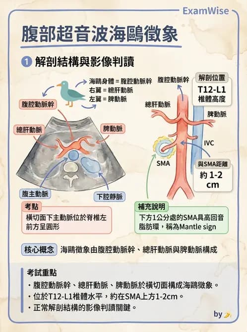 放射 - 腎臟血管與其他超音波 - AI 圖文解析預覽
