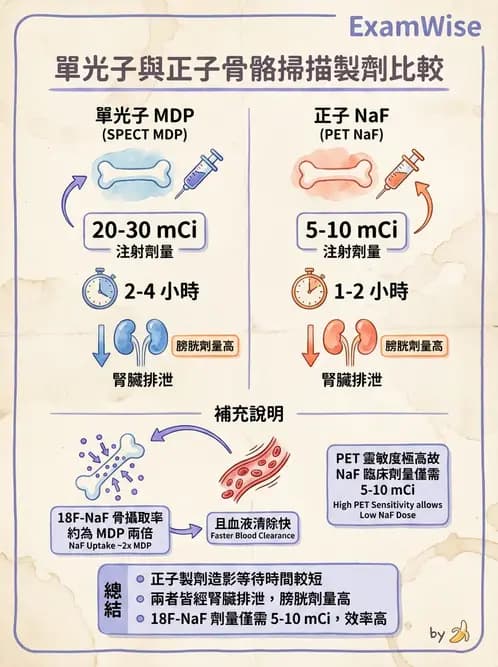 放射 - 骨骼造影 - AI 圖文解析預覽