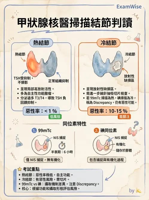 放射 - 甲狀腺造影 - AI 圖文解析預覽