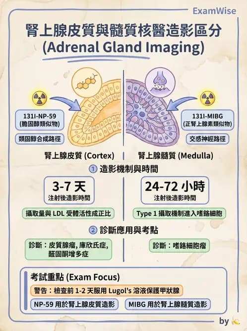 放射 - 標靶受體腫瘤造影 - AI 圖文解析預覽