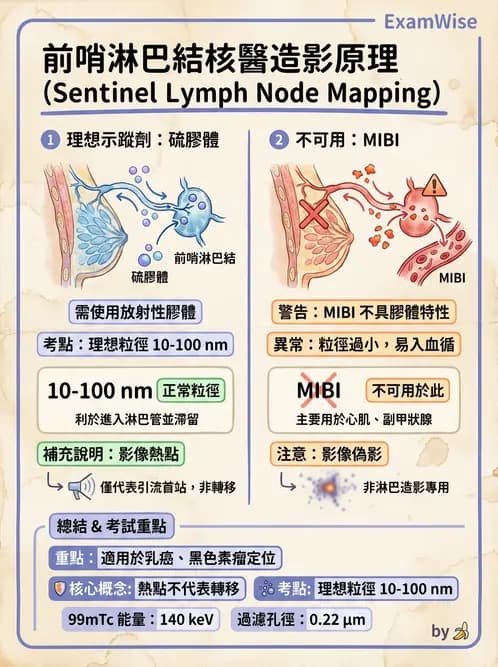 放射 - 副甲狀腺與前哨淋巴結造影 - AI 圖文解析預覽