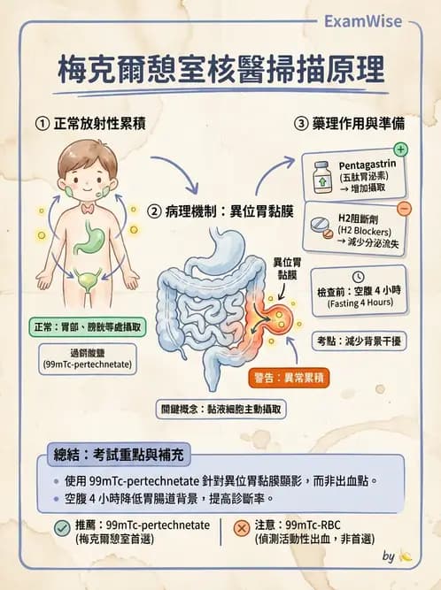 放射 - 消化道造影 - AI 圖文解析預覽