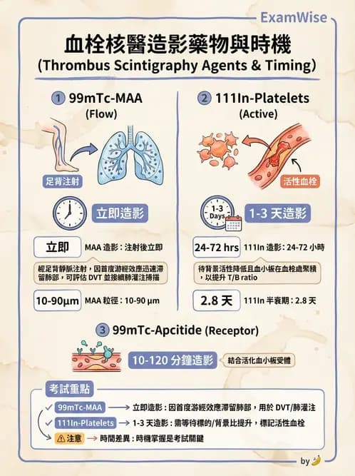 放射 - 肺部與感染造影 - AI 圖文解析預覽