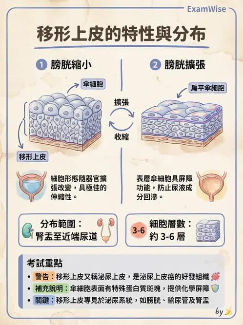 放射 - 細胞、組織與外皮系統 - AI 圖文解析預覽