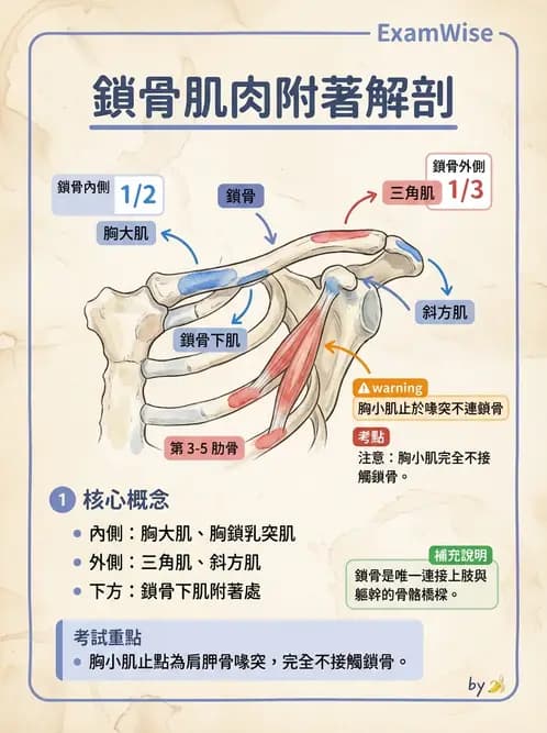 放射 - 上肢肌肉 - AI 圖文解析預覽