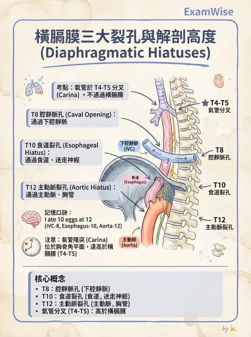 放射 - 軀幹、頸頭肌肉及肌肉組織學 - AI 圖文解析預覽