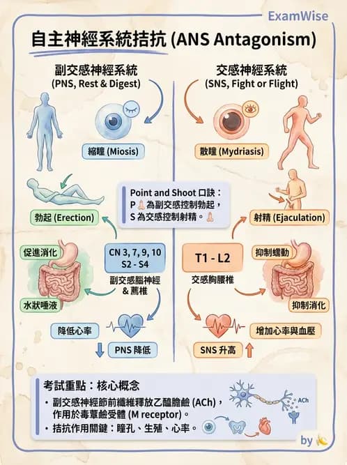放射 - 自律神經系統 - AI 圖文解析預覽