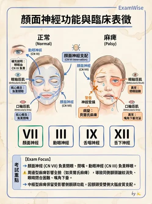 放射 - 腦神經 - AI 圖文解析預覽