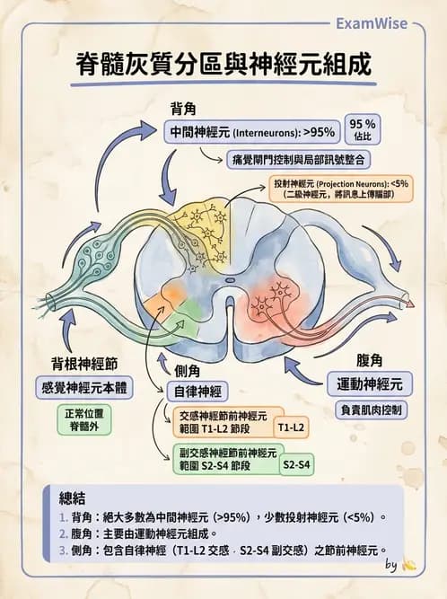 放射 - 腦幹、脊髓與腦室系統 - AI 圖文解析預覽