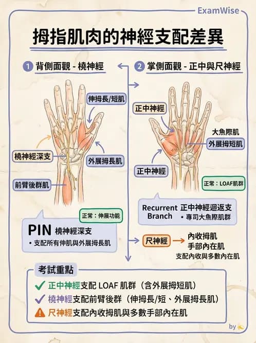 放射 - 脊神經叢與肢體神經 - AI 圖文解析預覽