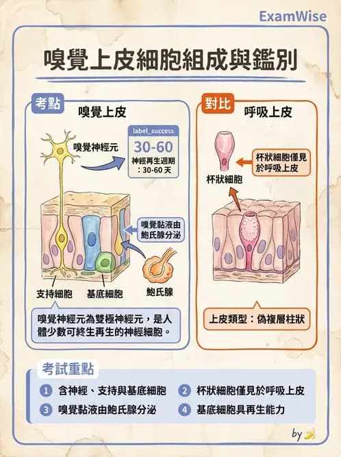 放射 - 特殊感官 - AI 圖文解析預覽
