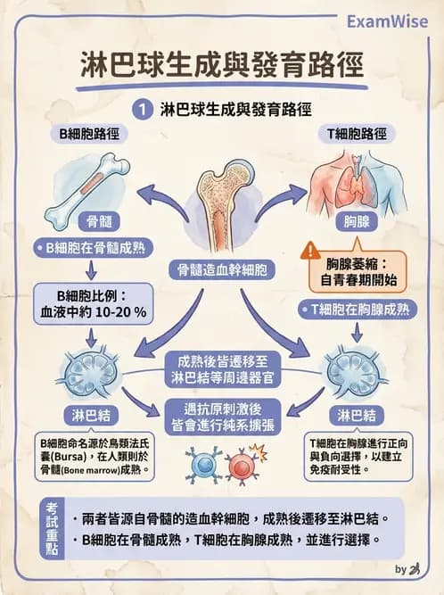 放射 - 淋巴及免疫系統 - AI 圖文解析預覽