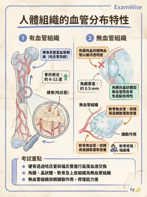 放射 - 血管 - AI 圖文解析預覽