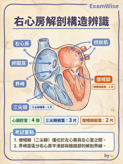 放射 - 心臟 - AI 圖文解析預覽