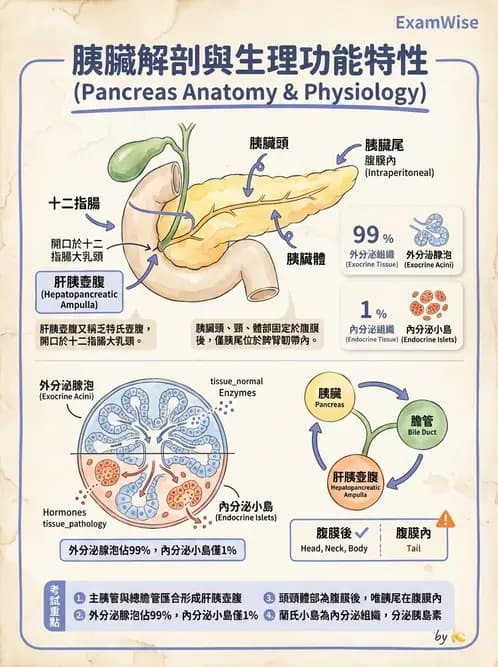 放射 - 消化系統 - AI 圖文解析預覽
