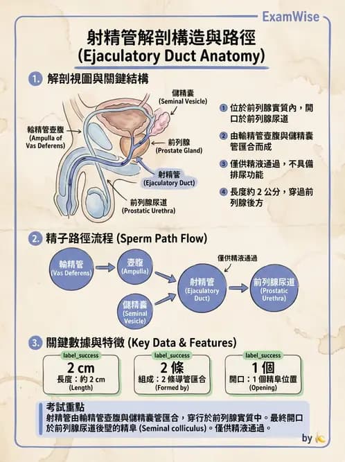 放射 - 生殖系統 - AI 圖文解析預覽