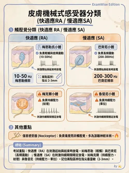 放射 - 神經生理 - AI 圖文解析預覽