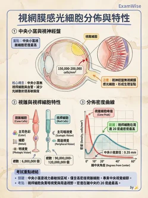 放射 - 神經生理 - AI 圖文解析預覽