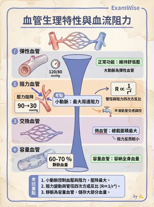 放射 - 心血管生理 - AI 圖文解析預覽