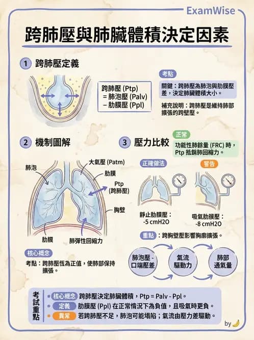 放射 - 呼吸生理 - AI 圖文解析預覽