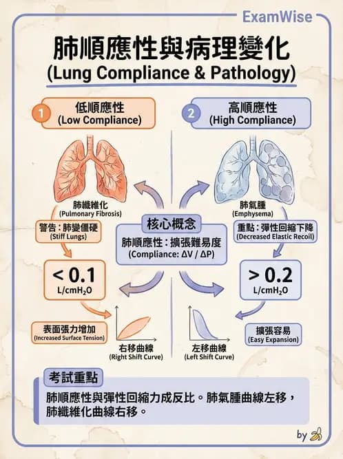 放射 - 呼吸生理 - AI 圖文解析預覽