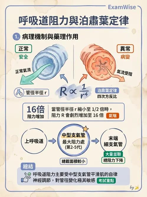 放射 - 呼吸生理 - AI 圖文解析預覽