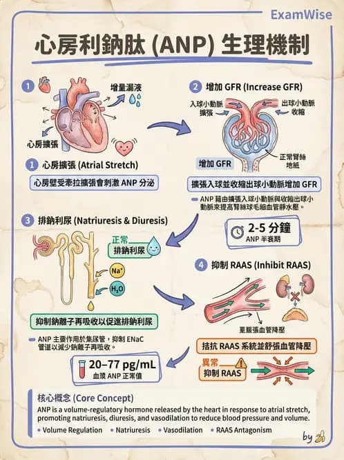 放射 - 腎臟生理 - AI 圖文解析預覽