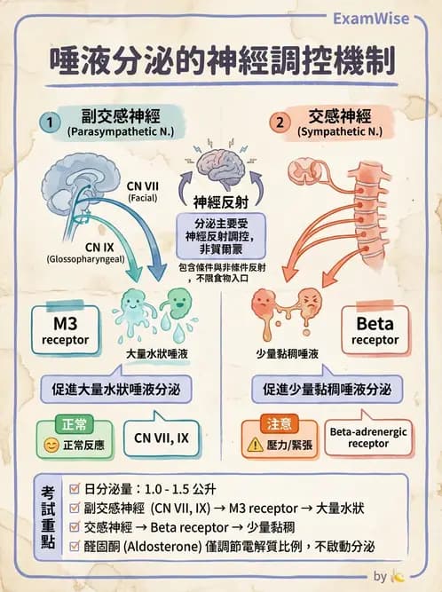放射 - 胃腸生理 - AI 圖文解析預覽